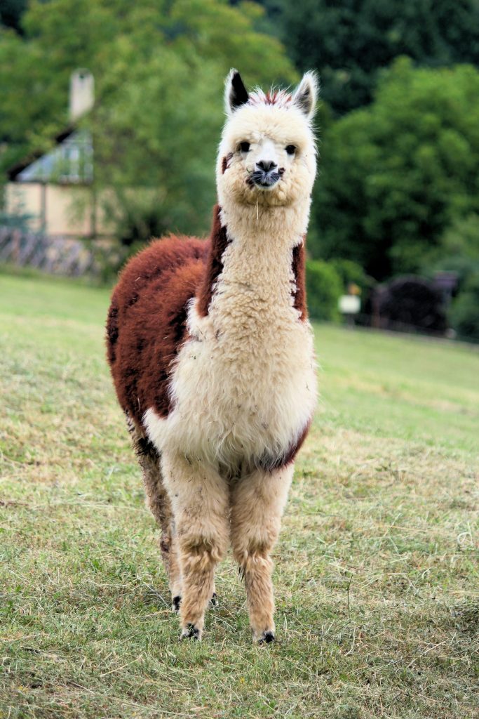 precios de lana de alpaca